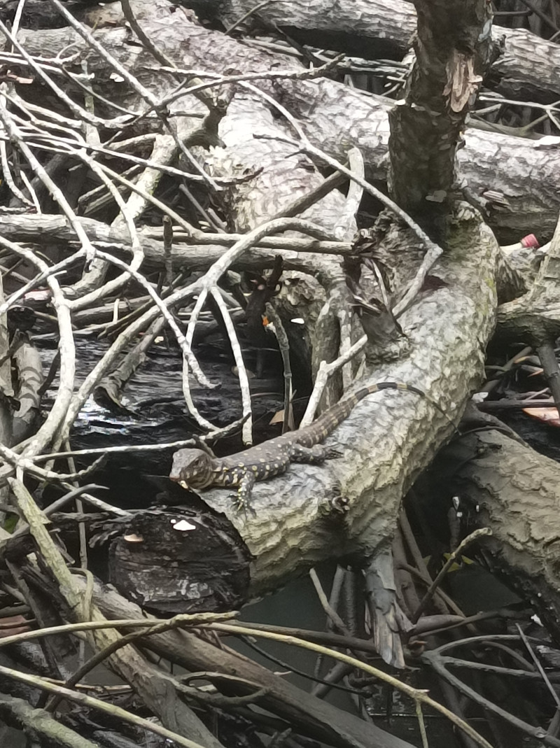 Отпуск на Шри - Ланке...