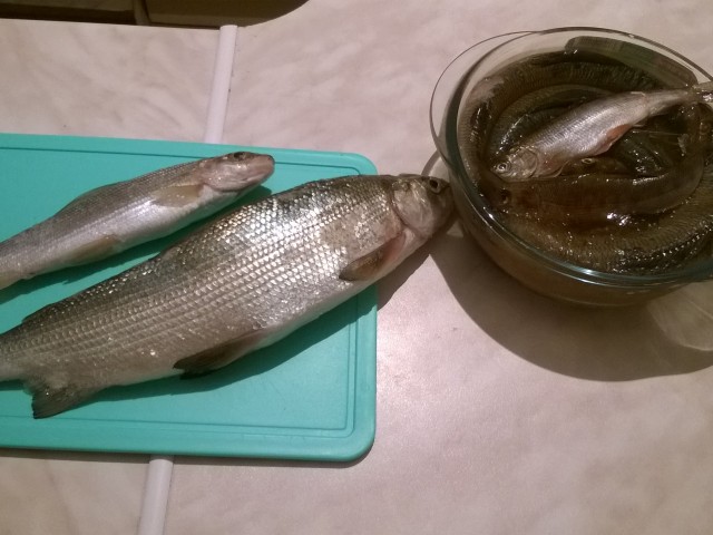 олег, Россия, Москва. Фото на сайте ГдеПапа.Ру