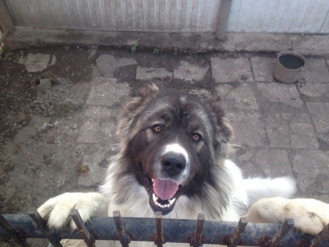 радик, Россия, Карабаш. Фото на сайте ГдеПапа.Ру