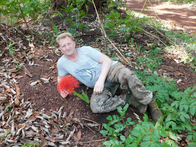 в Африке... Гемантус