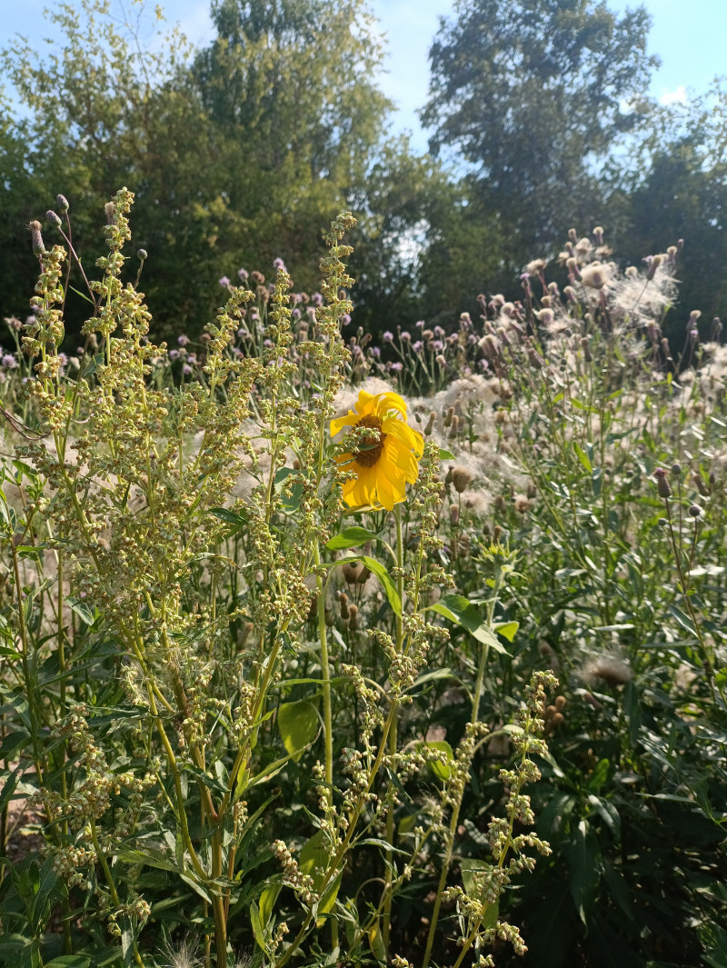 На рабочий стол.