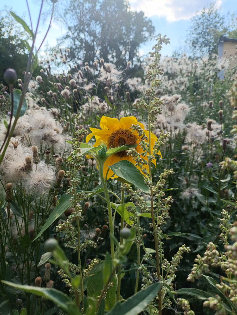 На рабочий стол.