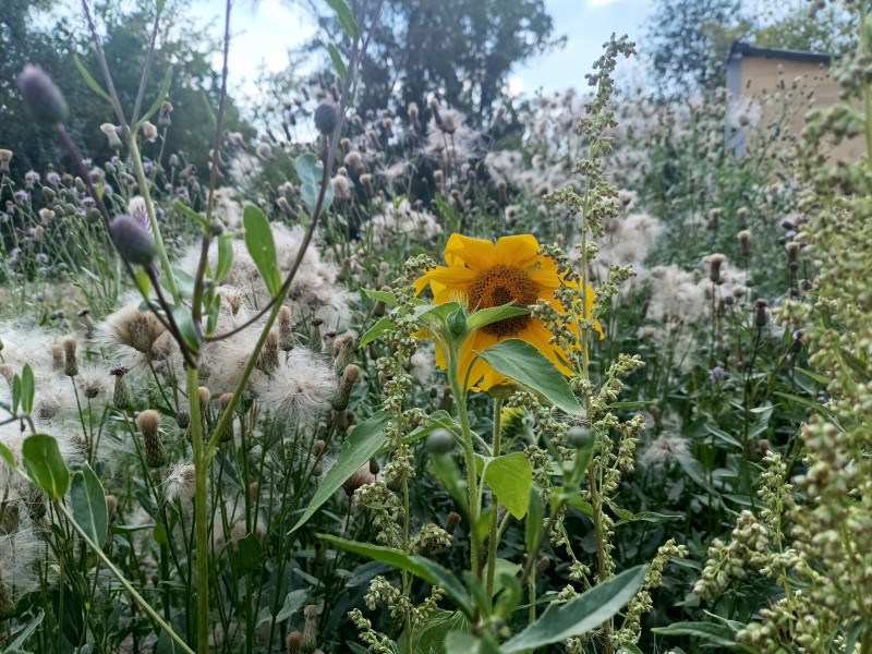 На рабочий стол.