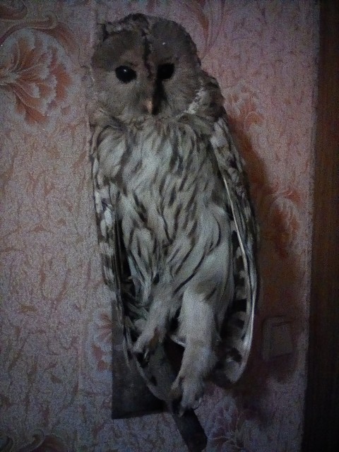 Евгений, Россия, Томск. Фото на сайте ГдеПапа.Ру