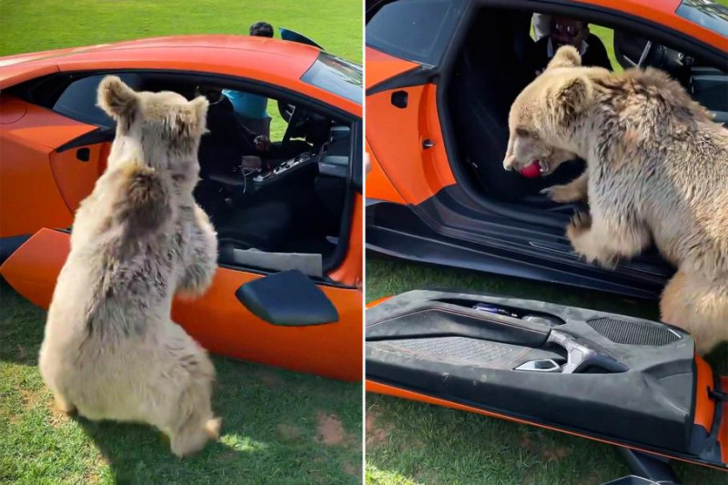 Медвежья услуга