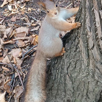 Алла , Москва, м. Академическая, 57 лет