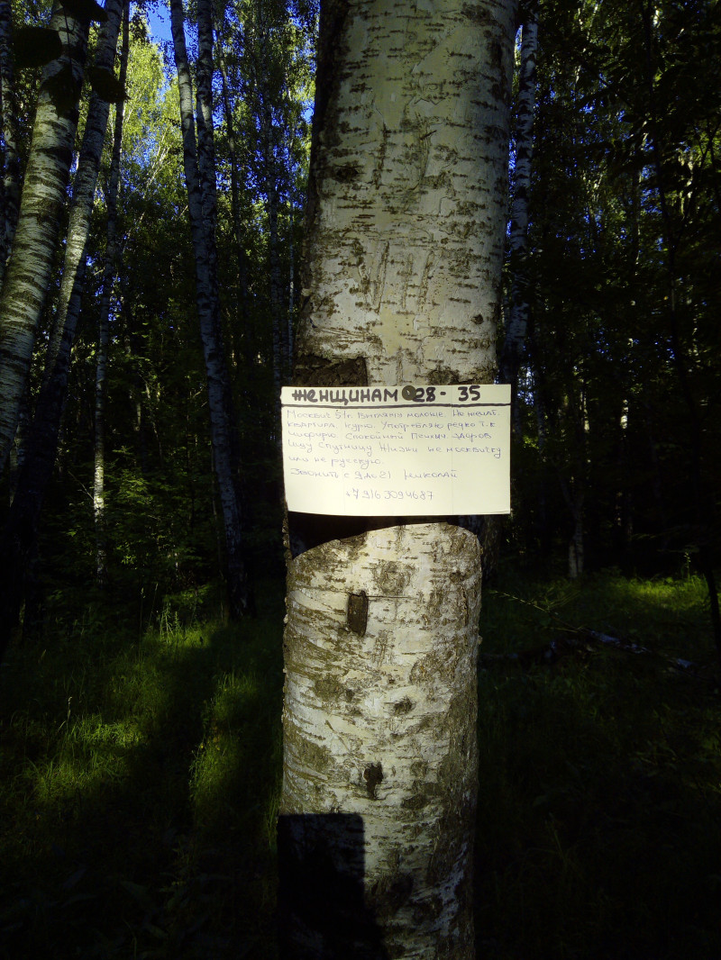 Объявление о знакомстве на дереве в лесу