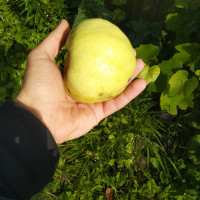 Николай , Россия, Москва, 39 лет