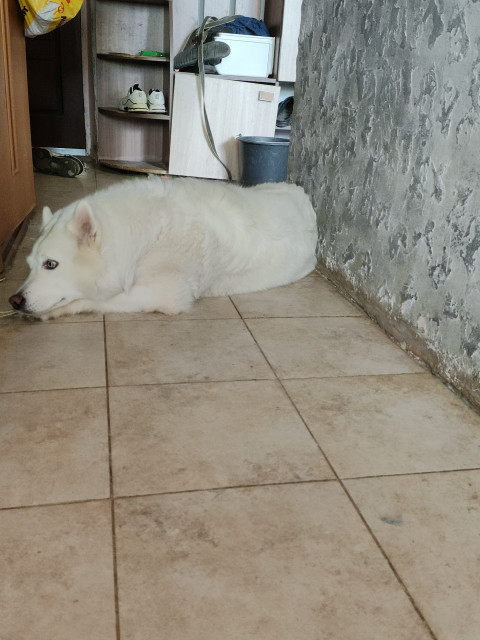 Константин Величко, Россия, Екатеринбург. Фото на сайте ГдеПапа.Ру