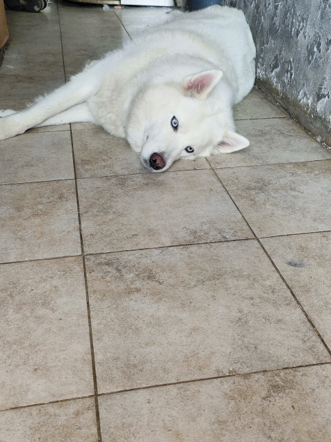 Константин Величко, Россия, Екатеринбург. Фото на сайте ГдеПапа.Ру