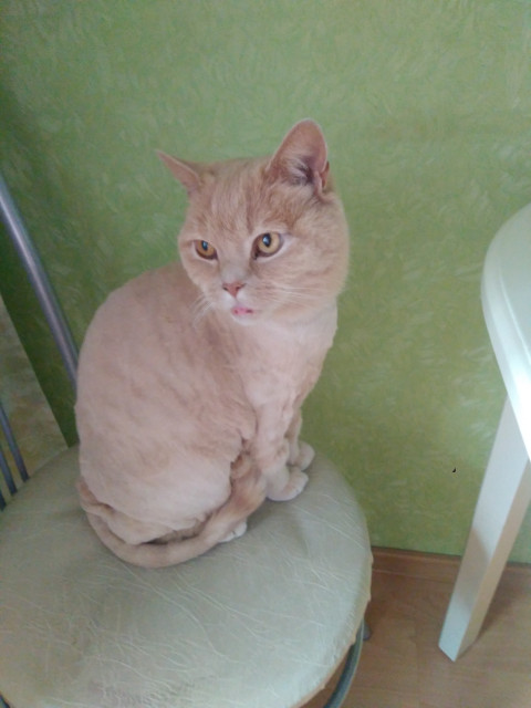 Волшебница, Россия, Москва. Фото на сайте ГдеПапа.Ру