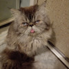 Мой персидский кот.