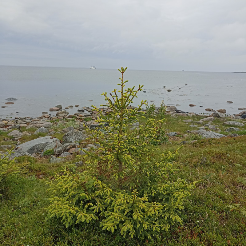 Соловки, перезагрузка