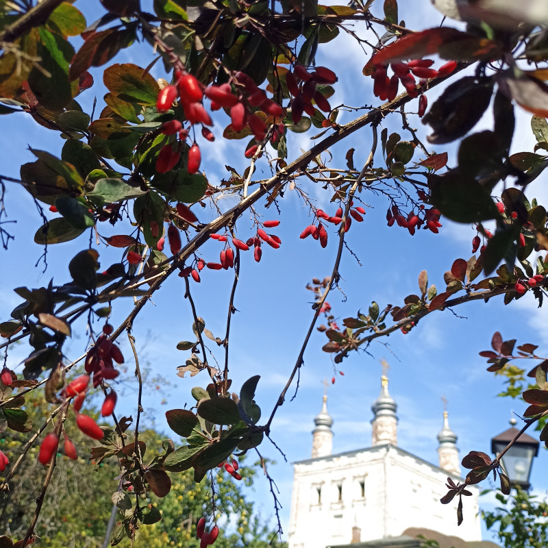 31 августа в калейдоскопе ярких красок и ароматом душевного городка