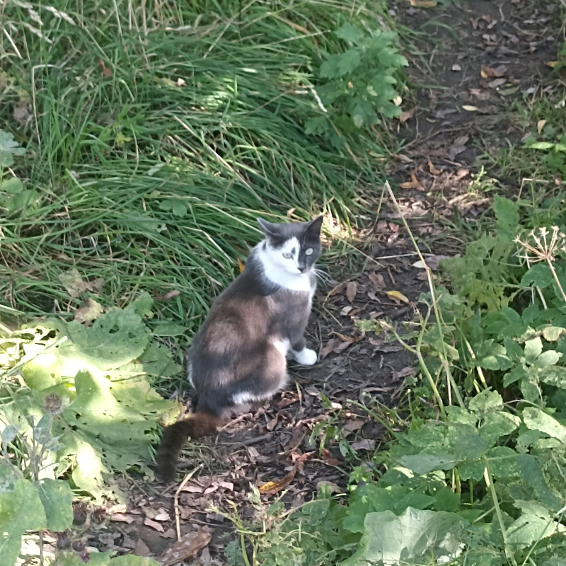 31 августа в калейдоскопе ярких красок и ароматом душевного городка
