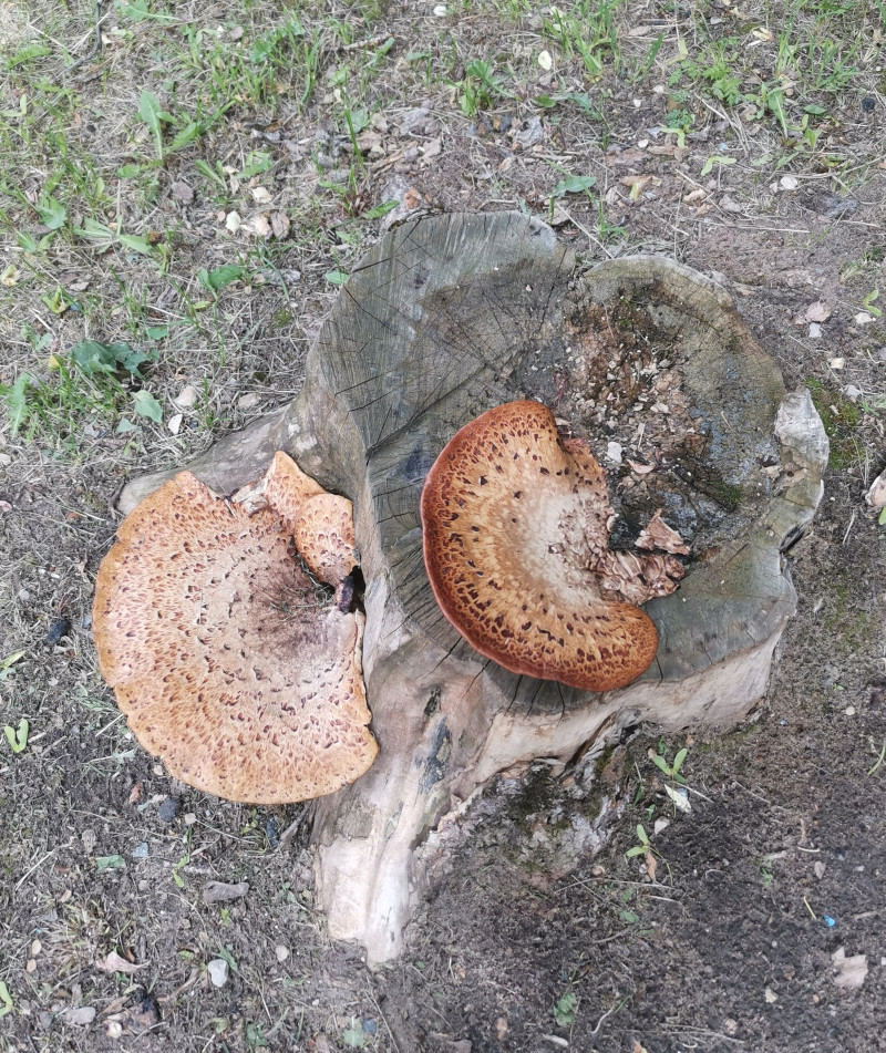 Что это за гриб?