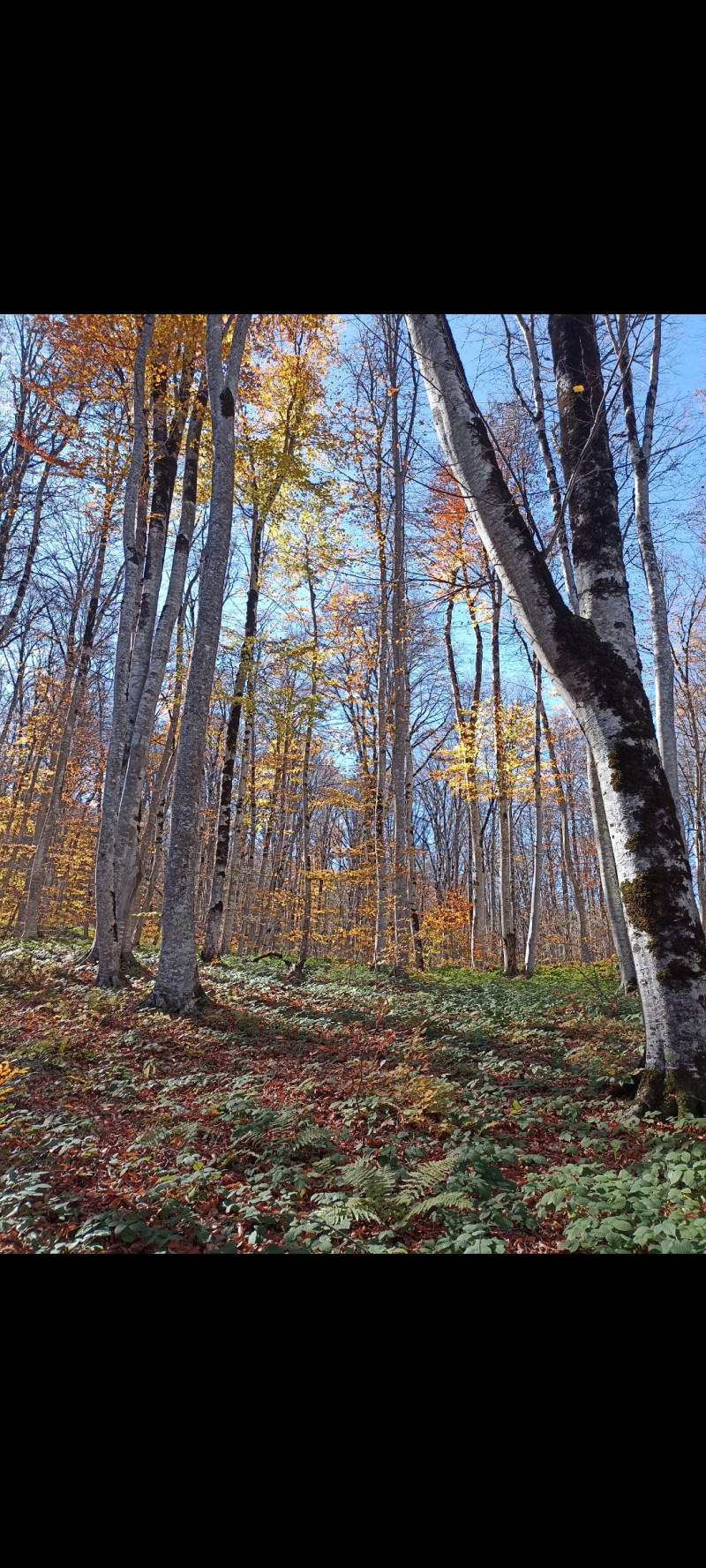 4 недели до зимы, осенние выходные