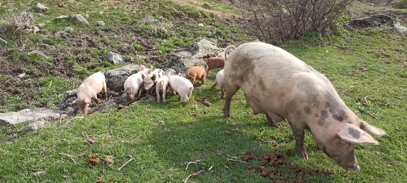 Свиные рёбрышки...