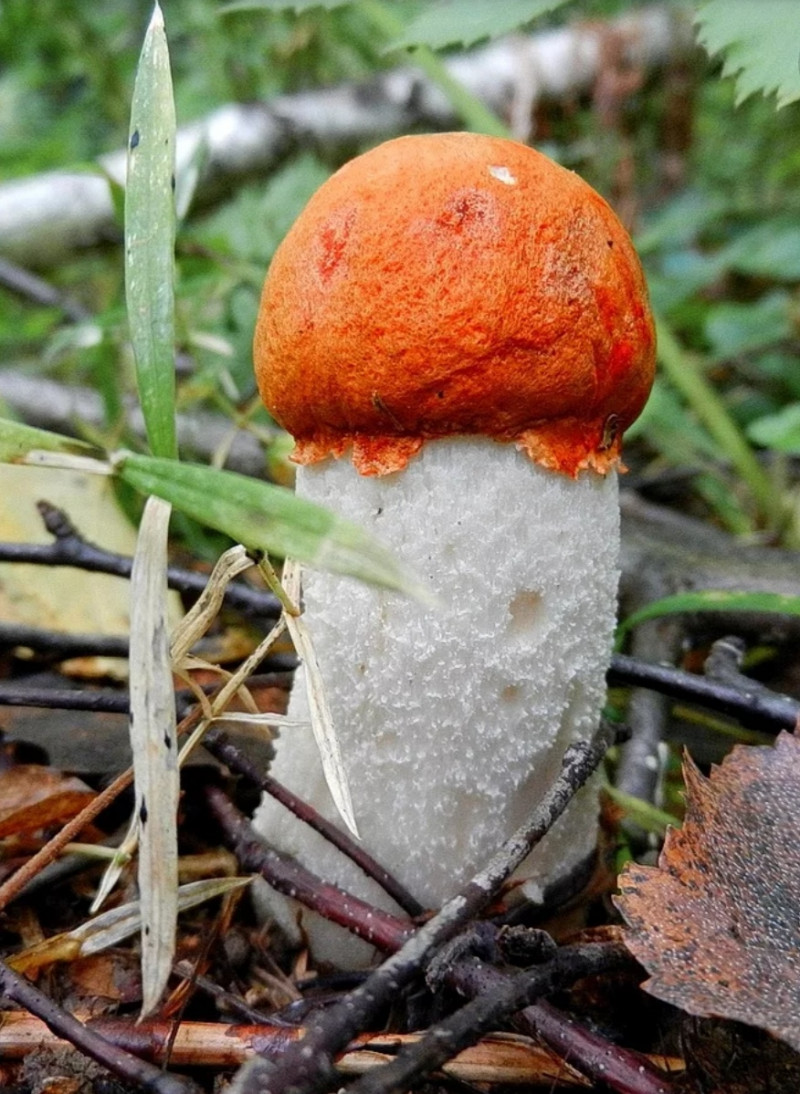 Подосиновик группа грибов