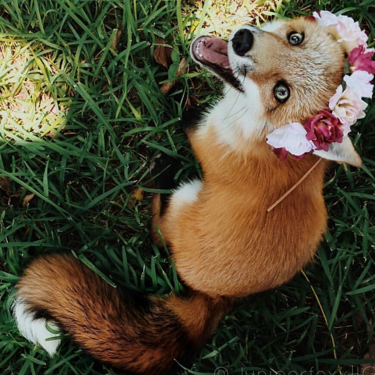 Who fox. Счастливая лиса Джунипер. Лиса Джунипер и ее друг пес. Лисья помски. Позитивная лиса.