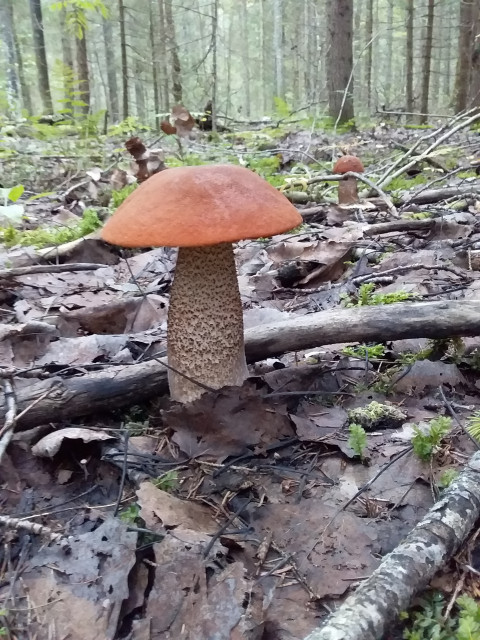 Андрей, Россия, Санкт-Петербург. Фото на сайте ГдеПапа.Ру