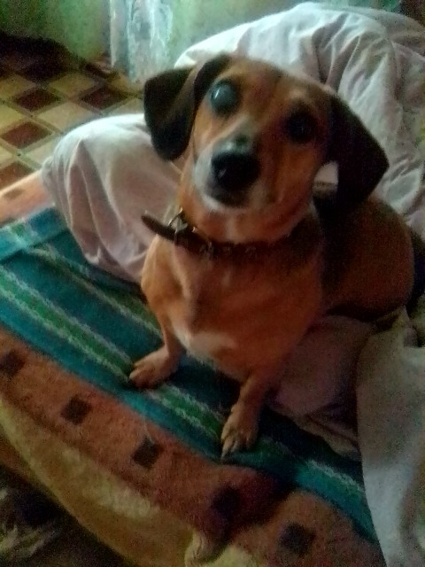 Руслан, Россия, Болотное. Фото на сайте ГдеПапа.Ру