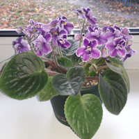 GALINA GALINA, Москва, 45 лет