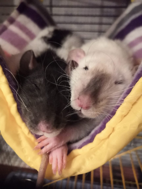 Юлия, Россия, Санкт-Петербург. Фото на сайте ГдеПапа.Ру