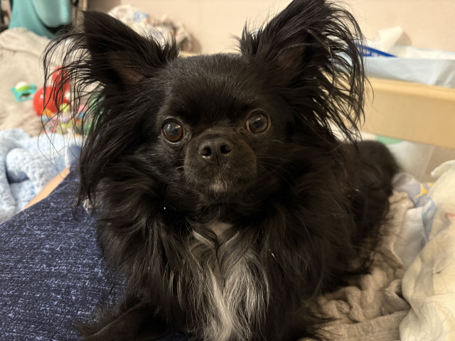 Надюшка, Россия, Санкт-Петербург. Фото на сайте ГдеПапа.Ру