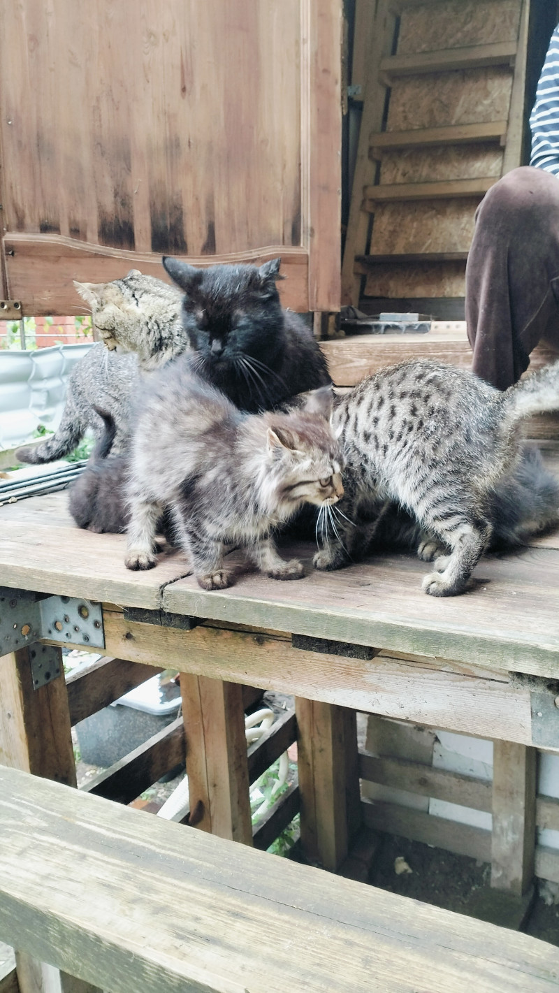 Котики в добрые руки