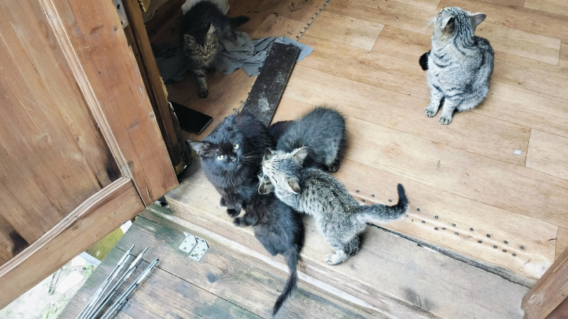 Котики в добрые руки