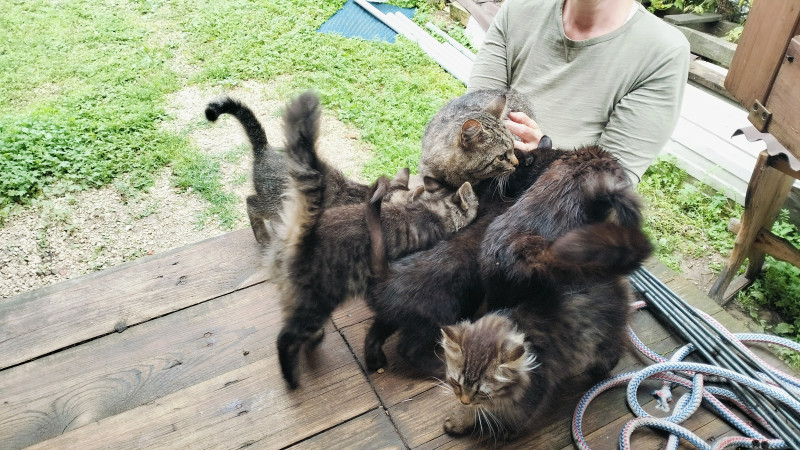 Котики в добрые руки