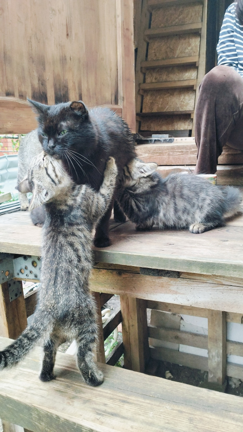 Котики в добрые руки