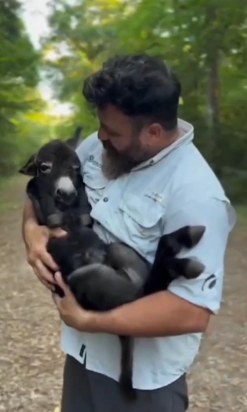 Любовь к животным