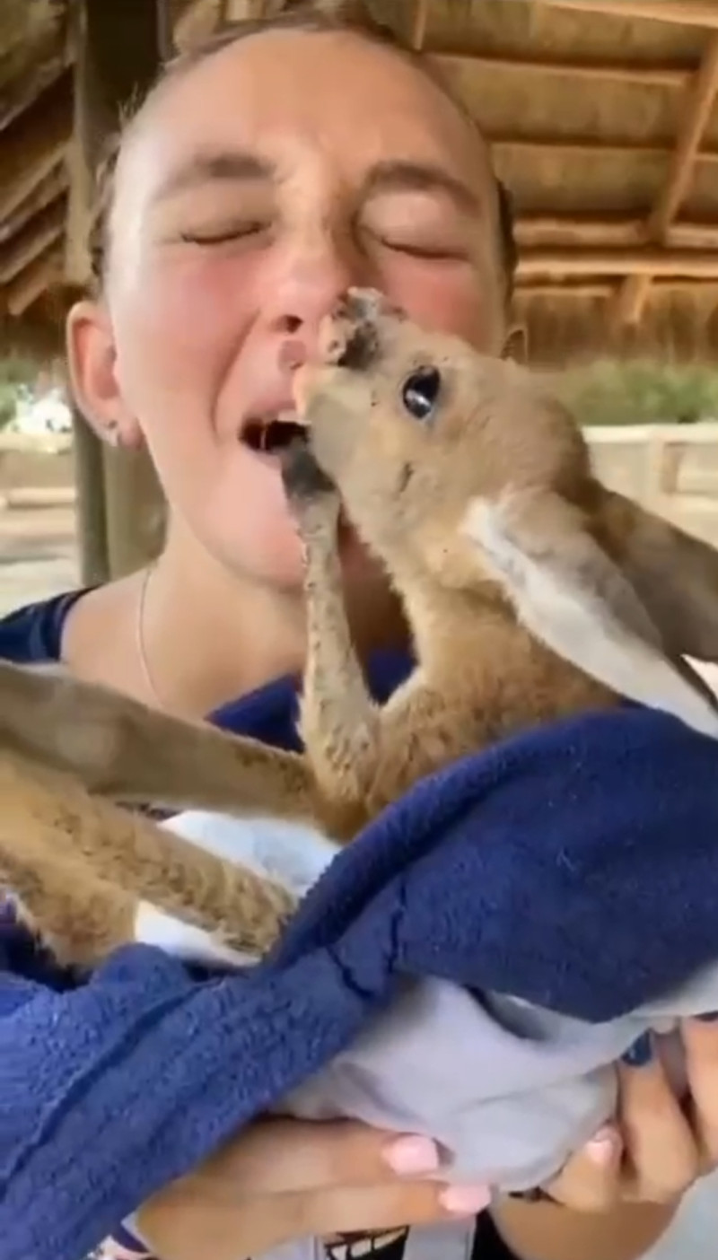 Любовь к животным