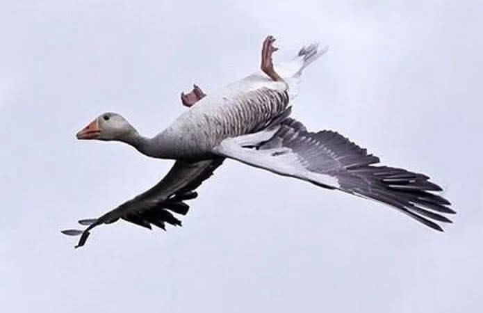 Зачем гуси переворачиваются?