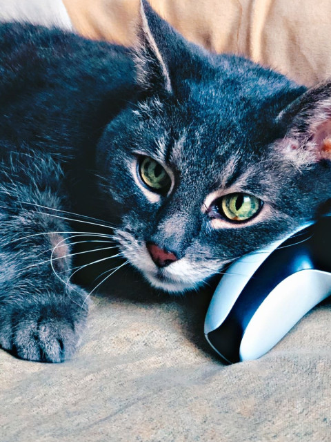 Станислав, Россия, Москва. Фото на сайте ГдеПапа.Ру