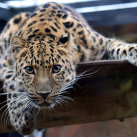 Максим, Россия, Санкт-Петербург, 58 лет