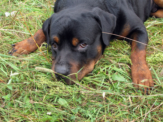 Alex, Россия, Тула. Фото на сайте ГдеПапа.Ру