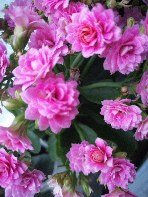 Алена, Беларусь, Минск, 55 лет, 2 ребенка. Познакомлюсь с мужчиной для любви и серьезных отношений. Люблю жизнь. Мне 52года. Свободна. 