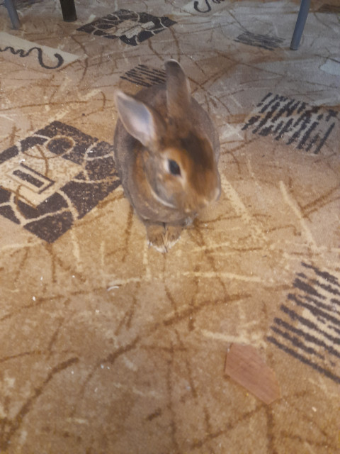 Алексей, Россия, Москва. Фото на сайте ГдеПапа.Ру