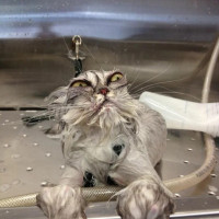 Евгений, Россия, Санкт-Петербург, 43 года