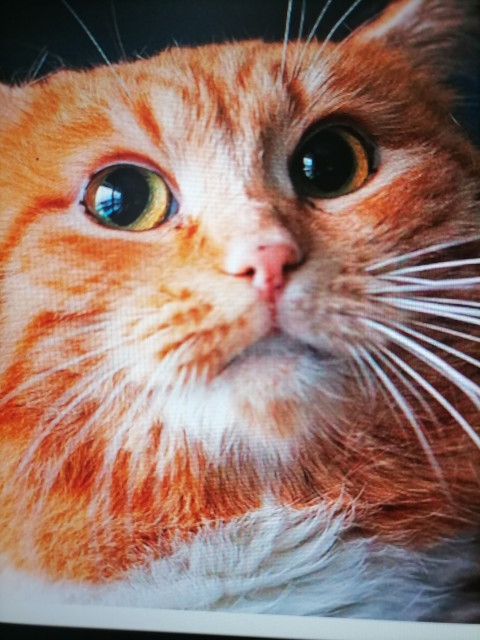 Алексей, Россия, Коломна, 65 лет. Он ищет её: Родственную душу, друга, мечтаю познакомиться и разделить жизнь с достойной женщину, которая нуждает  Анкета 577720. 