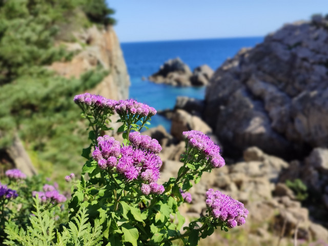 Цветы для девочек.