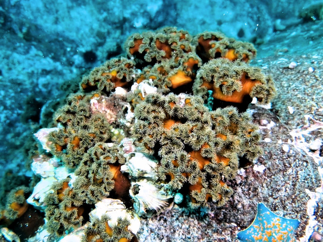 Подводные цветы для русалок.