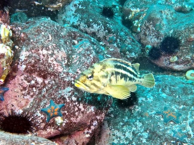 Золотая рыбка. Желание исполняет.