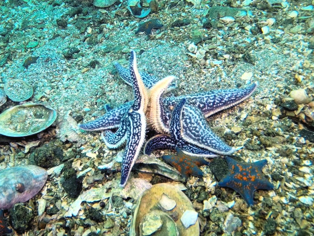 Любовные игры.