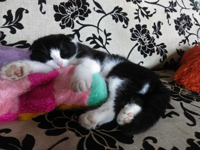 Константин, Россия, Цимлянск. Фото на сайте ГдеПапа.Ру