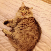 Сергей Колесник, Москва, м. Пионерская, 69 лет