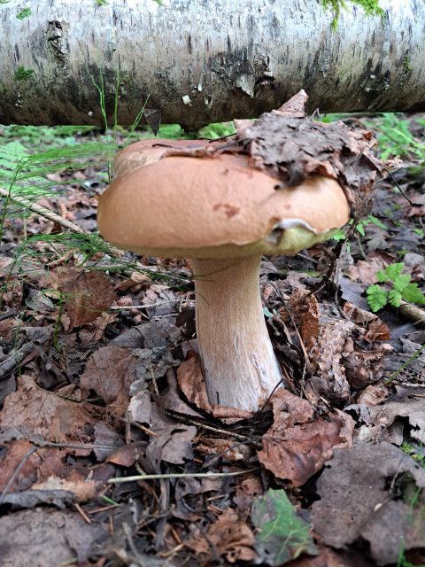 Евгений, Россия, Москва. Фото на сайте ГдеПапа.Ру